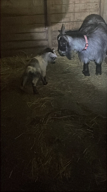 Pygmy goats mum and baby