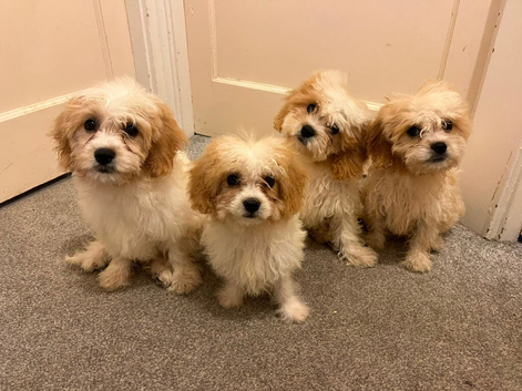 Cavachon Puppies
