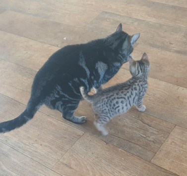 Smart bengal boys ready to leave now