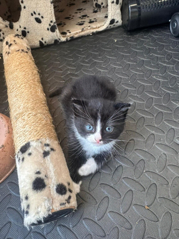 Kitten Female