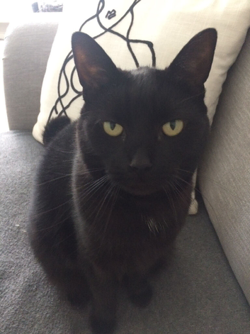 Poppy looking for a new home