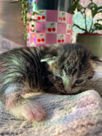 6 domestic kittens for sale