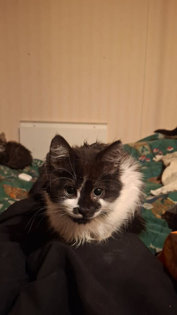 Farm moggys