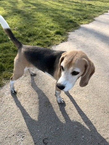 Missing Beagle