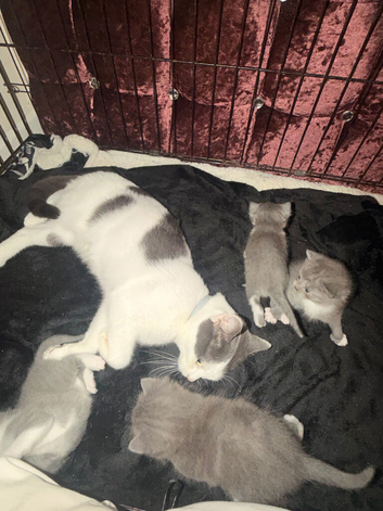 3 crossed kittens Persian x ragdoll