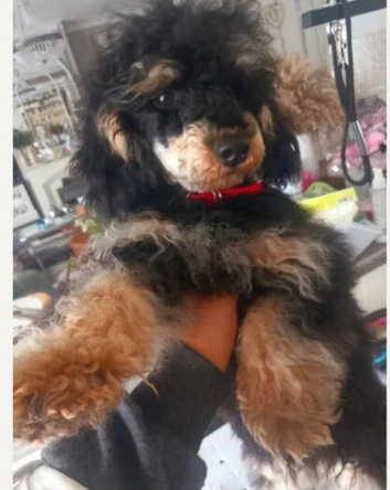 BEAUTUFUL KC PHANTOM MALE TOY POODLE FOR SALE