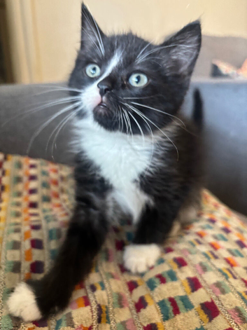 Kittens for sale