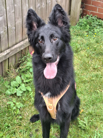 14 Months Old Beautiful German Sheperd