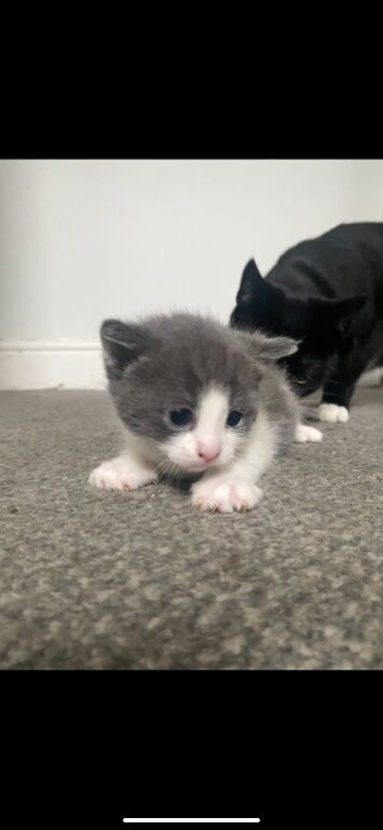 Adorable kitten for sale!