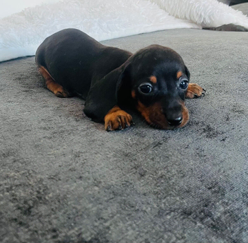 Miniature dachshund