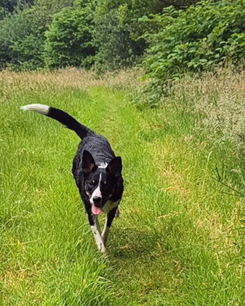 8 month old collie x kelphie
