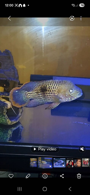 Male Green Terror