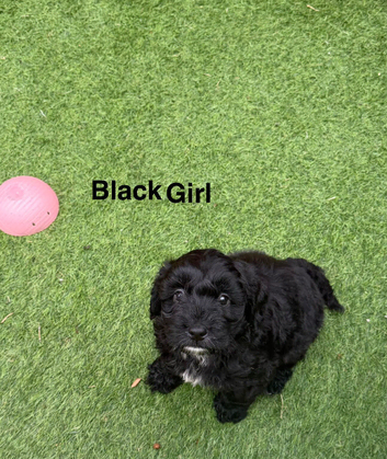 1 beautiful little cockapoo puppy