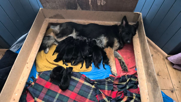 German Shepherd puppies