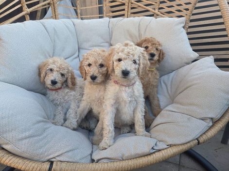 Standard Multigeneration Labradoodle Backcross