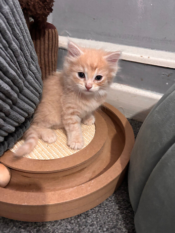 Mixed breed male kitten