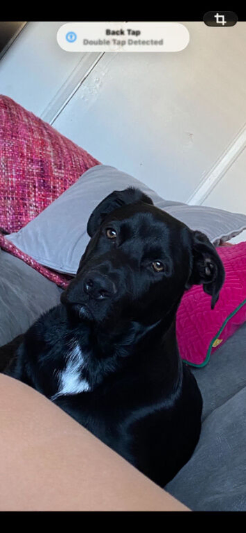 Shepherd x rottie 7 months