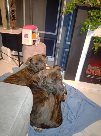 Dogs for sail