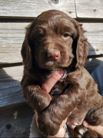 Cocker spaniel puppy