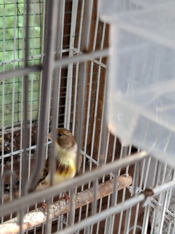 Beautiful hen mule goldfinch/canary
