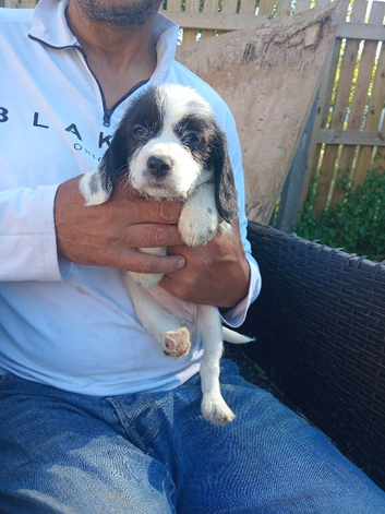 Beaglepoo Puppies Available