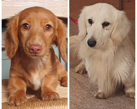 Miniature dachshund