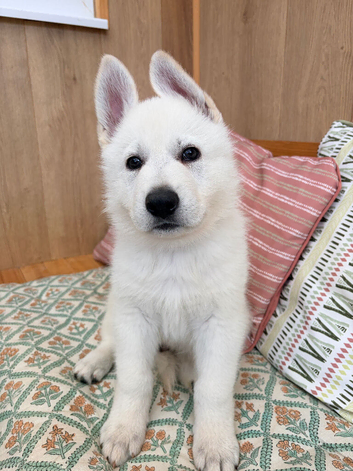 White Swiss Shepherd puppies