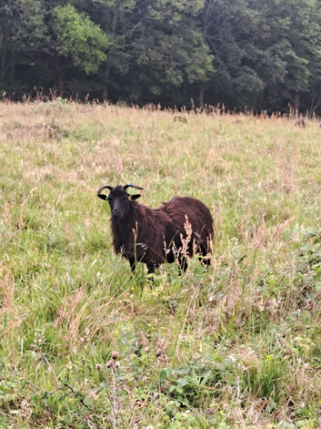 Hebridian ewes with lambs at foot