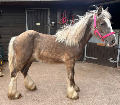 Silver dapple cob