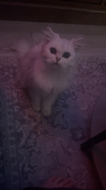 Purebred Scottish fold
