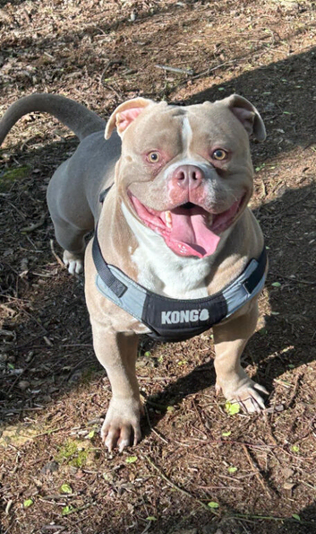 Male pocket bully