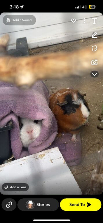 2x MALE GUINEA PIGS