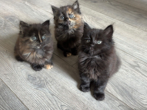 5 gorgeous kittens for sale