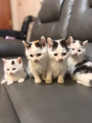 Kittens