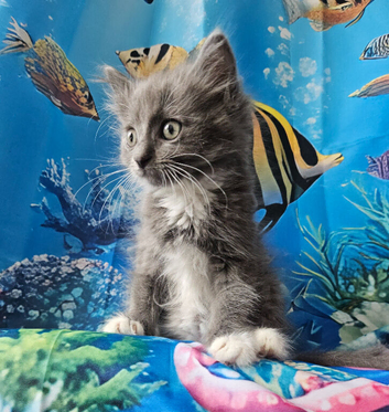 Tica Active Registred Championship Ragdoll (Cherubim) kittens with Genetic Test Certyficate HCM and PKD.
