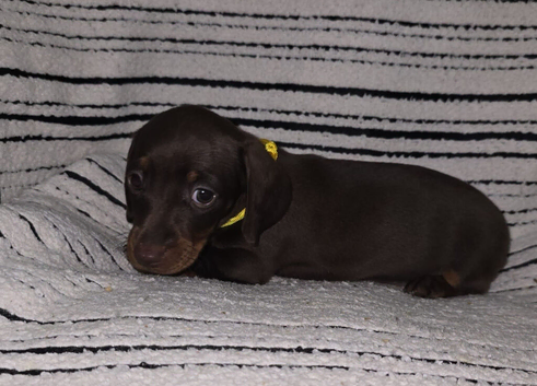Ready Beautiful PRA clear mini smooth dachshund puppies