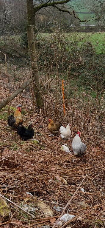 Pekin bantam hens or chicks