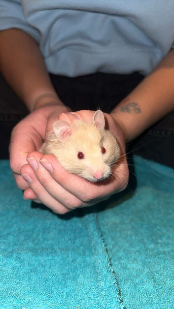 Syrian Hamster for Rehoming