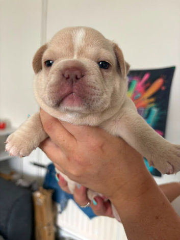 French bulldog puppies