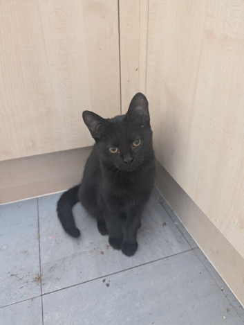 Gorgeous male kitten for sale