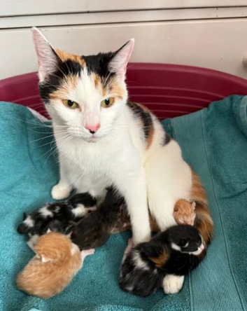 Beautiful Half Maine Coon Kittens &ndash; Fluffy & Family Raised