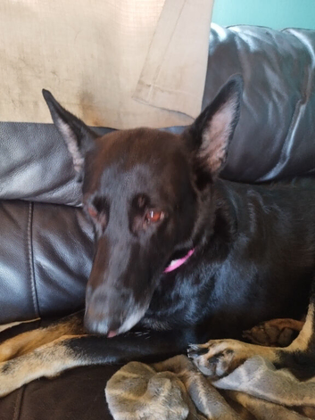 Female German shepherd looking for a good home