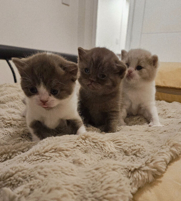 Beautiful British Shorthair Kittens - Ready December 2026