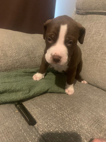 American bully