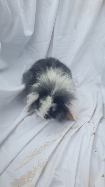 Baby rabbits mini lop