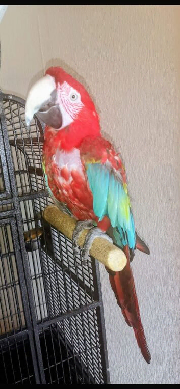 Macaw and large cage looking for new forever home prefers ladies