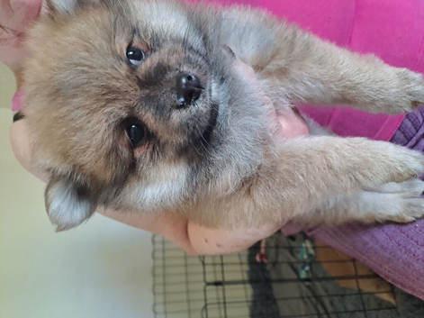 Stunning pomeranian