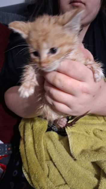 Girl ginger