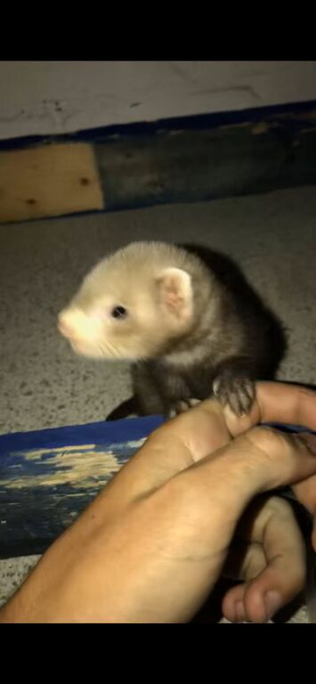 Ferret 2month old
