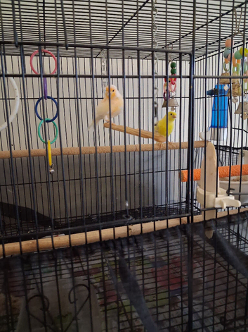 Canaries for sale